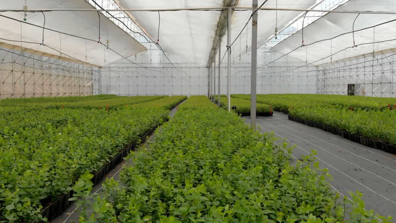 los cultivos de bayas en méxico fueron filmados con drones.