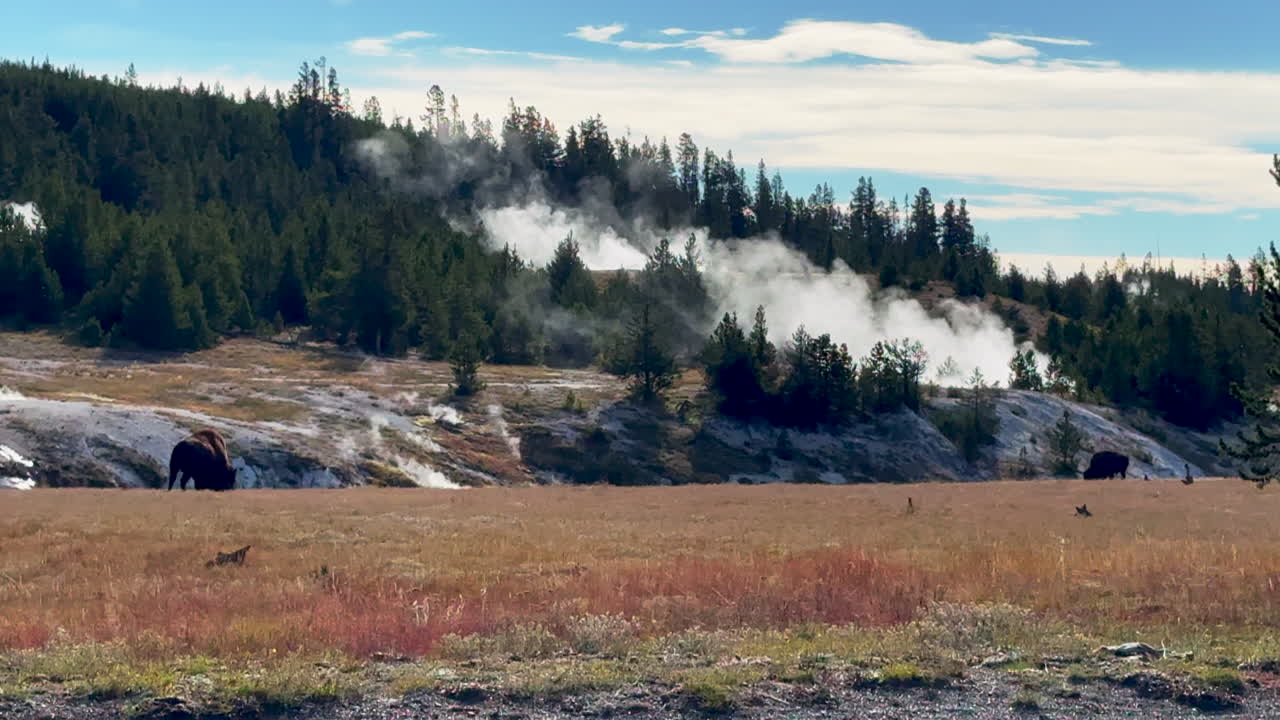 cinematográfico cámara lenta diapositiva gimbal enorme búfalo caminando a los viejos fieles a mitad de camino géiser gran cuenca prismática vapor parque nacional de yellowstone vida silvestre otoño otoño soleado hermosos colores durante el día