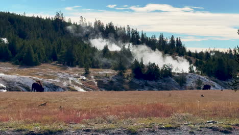 cinematic slow motion slide gimbal huge buffalo walking to old faithful midway geyser grand prismatic basin steam yellowstone national park wildlife autumn fall sunny beautiful colors daytime