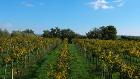 Drohnenaufnahmen-Von-Italienischen-Weinbergen