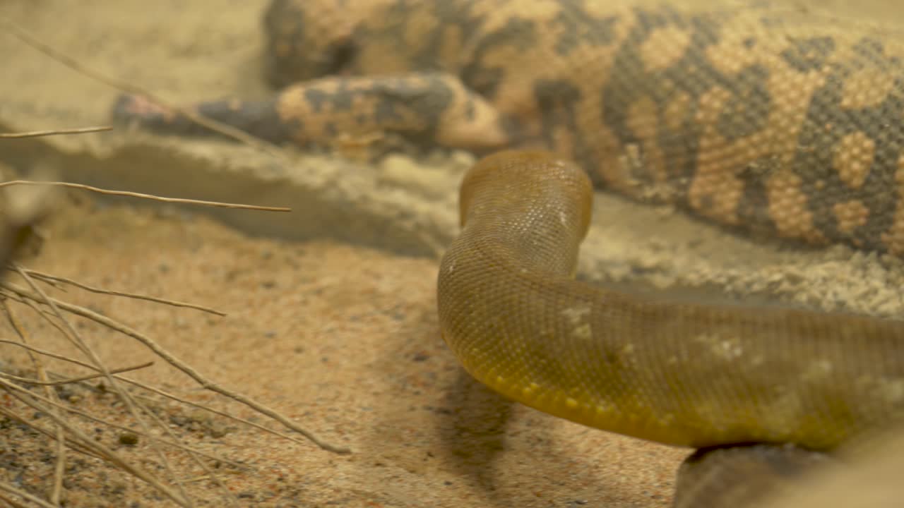 Close-up tracking shot of a moving woma python 
