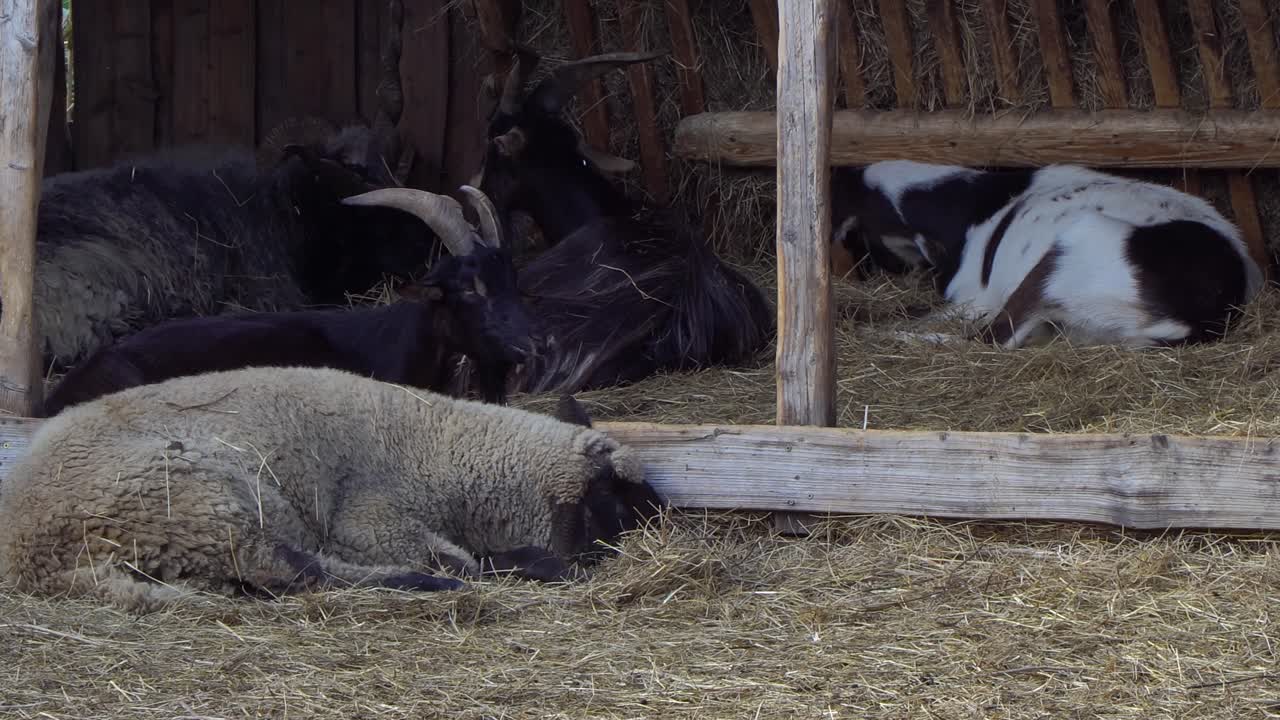 Close-up of a mix of lying and eating Hungarian native goats and a Racka sheep in a barn