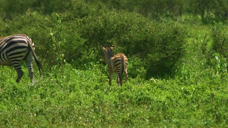 baby zebra walking with parent in africa alone in isolation in the wild