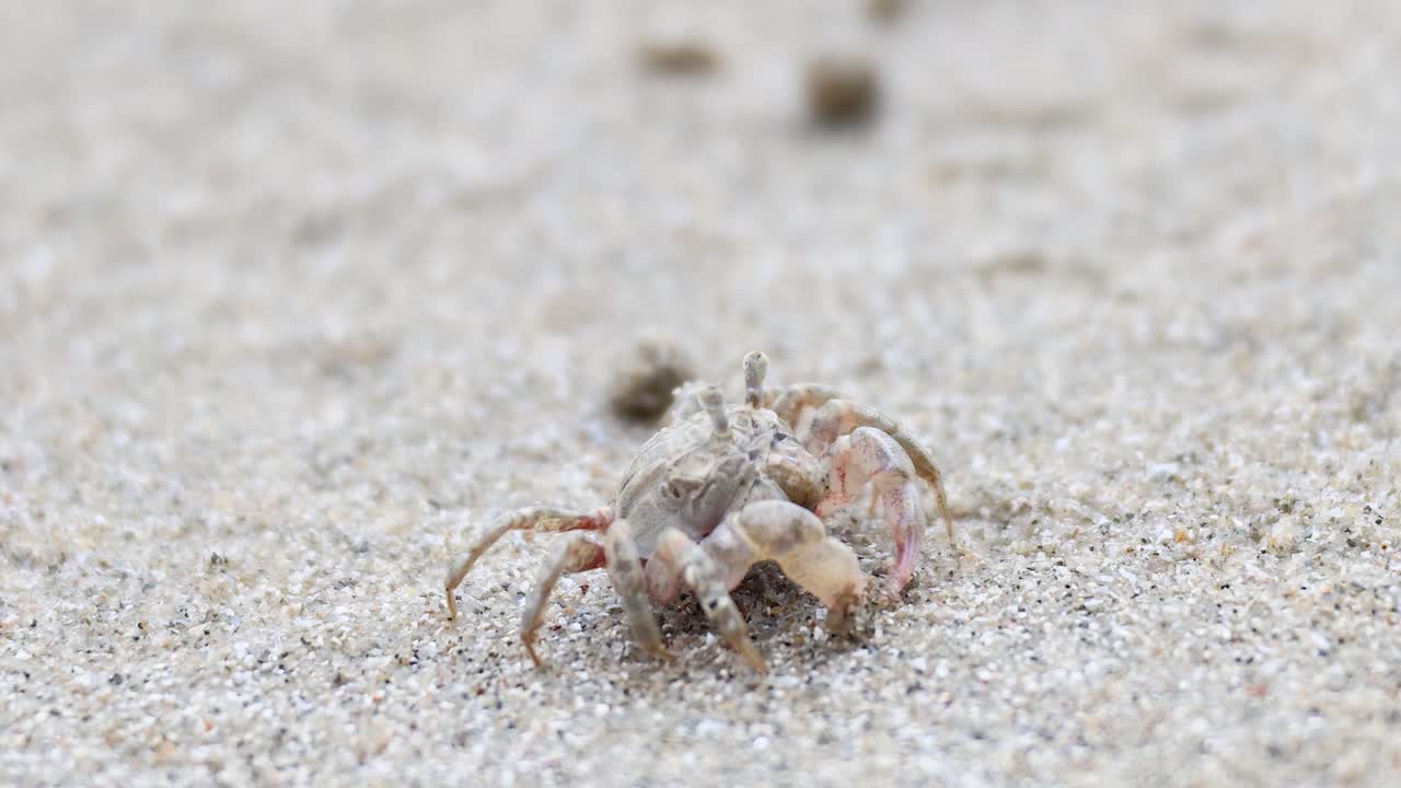유령 크래브가 모래 지형을 가로질러 움직입니다.