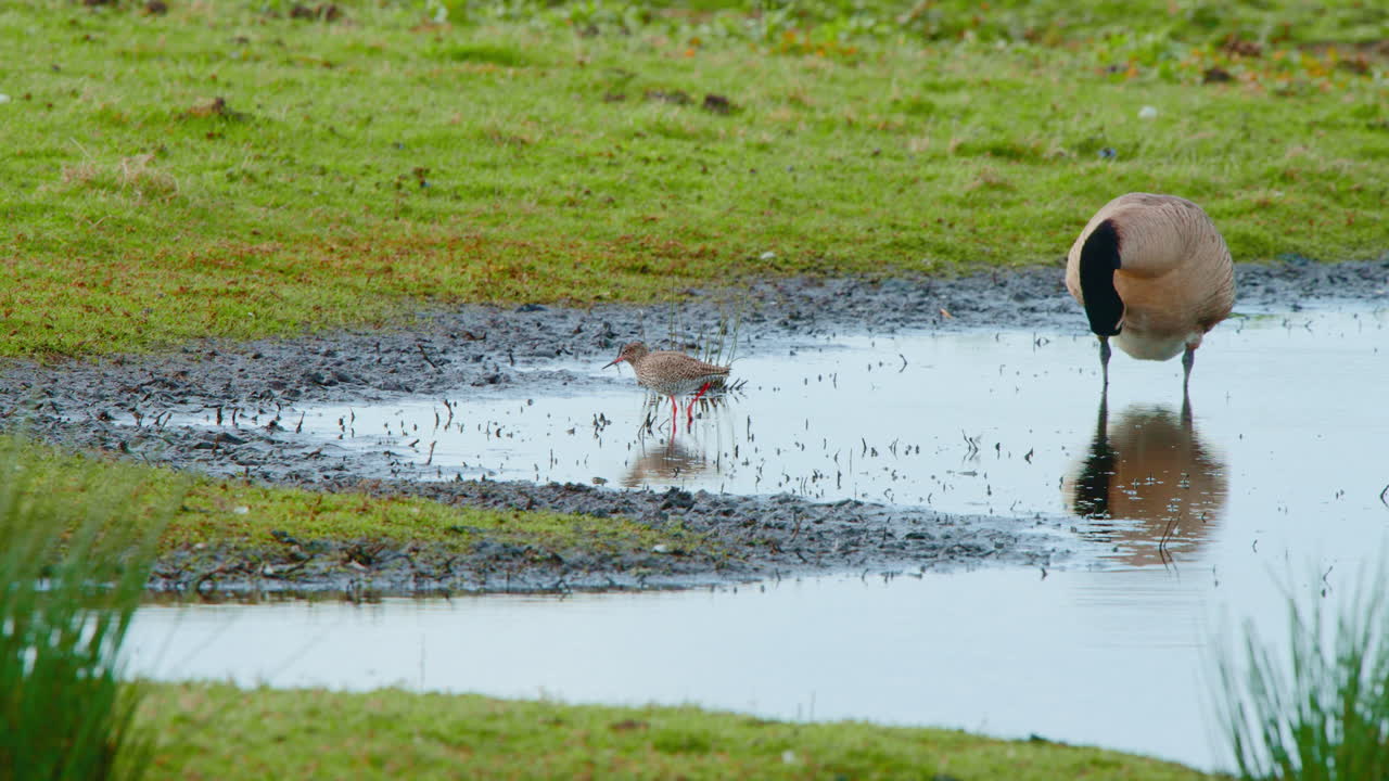 Godwit grazing near giant canada goose in shallow lake shore water