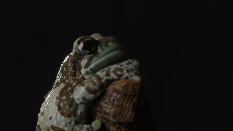 milky tree frog perched on top of a tree at night - side profile - wide shot