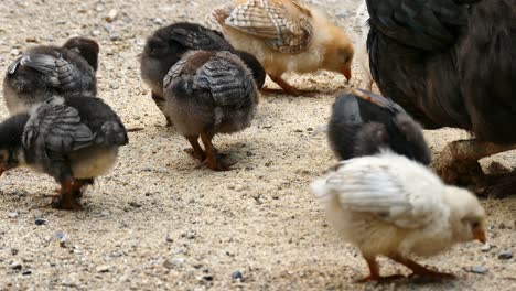 tiny chicken puppies are eating food,