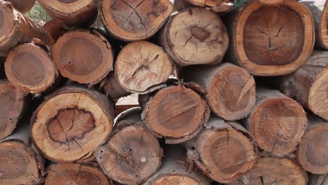 close-up of eucalyptus wooden logs, stacked and chopped timber texture