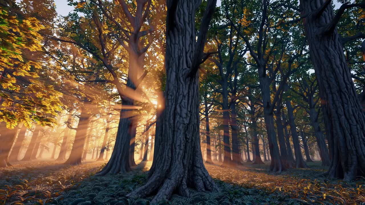 A serene forest scene with sunlight streaming through trees