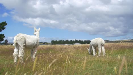 Weiße-Alpakas-Auf-Einem-Feld