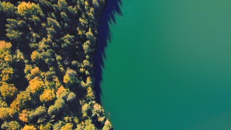 Top-View-Of-Autumnal-Forest-Trees-On-A-Blue-Calm-Lake-Of-Saint-Ann-In-Romania