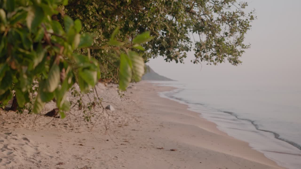 буковые листья на ветке у берега в кнабексхусене на юге швеции фокус на стенсхувуд на заднем плане, статичный средний снимок