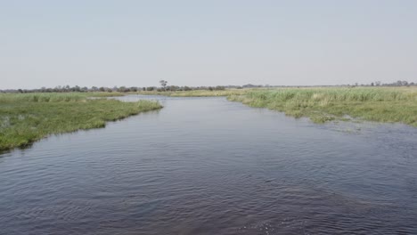 group of hippos in cuando river at caprivi strip, namibia