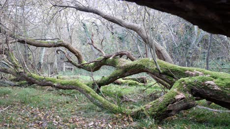 broken autumn forest woodland moss covered tree trunk seasonal nature fall foliage wilderness dolly left