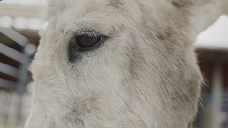 Head-of-a-white-donkey,-close-up-of-the-animal