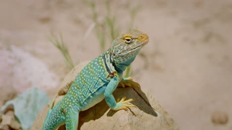 close up collared lizard on rock looks towards camera