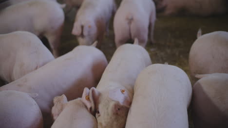 pigs in a farm pen