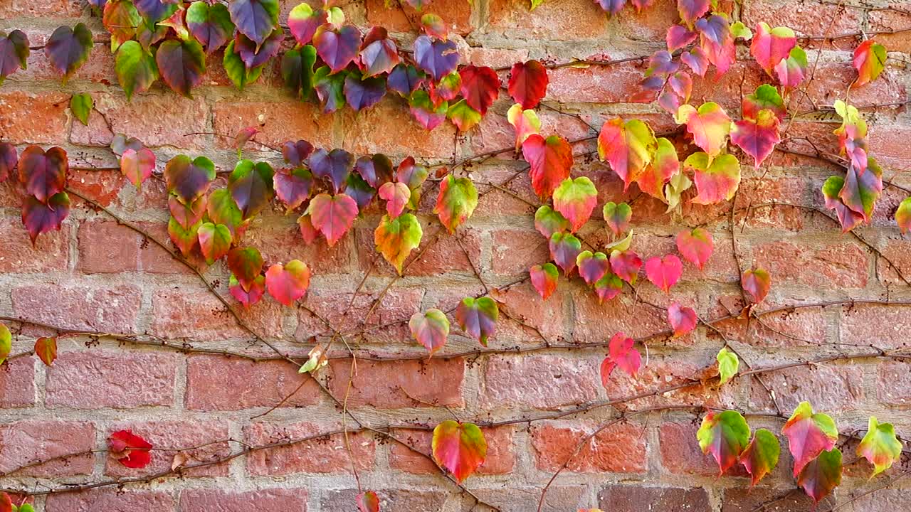 Edera sul muro di mattoni della casa. Riprese in autunno
