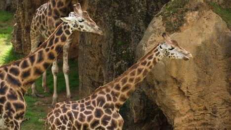 animales en el zoológico 89