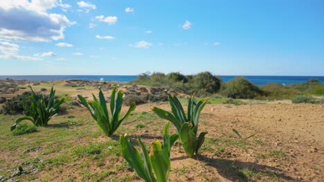 a close-up of green plants growing in the sandy soil at the tombs of the kings in pafos, with the blue sea visible in the background