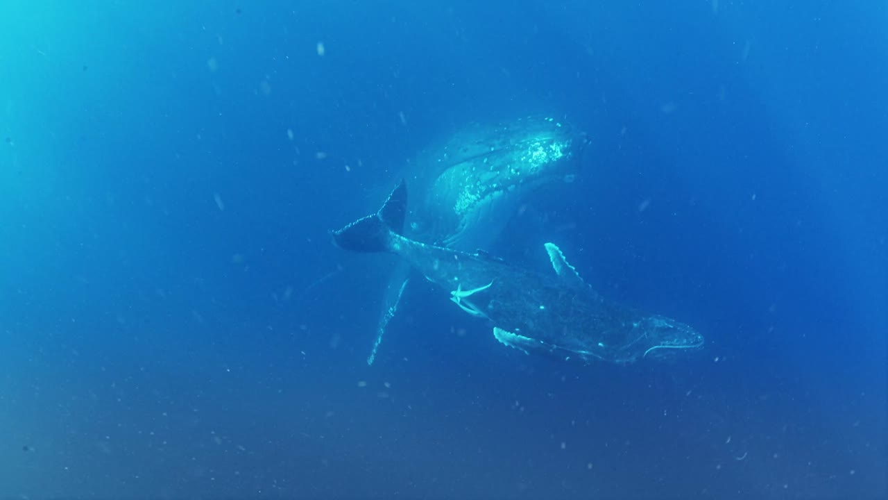 통가의 혹등고래