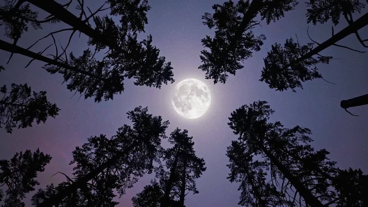 Upward angle shot of tall trees framing a full moon, creating a mystical, cinematic video scene