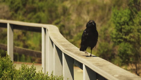 large black raven walking along wooden fence