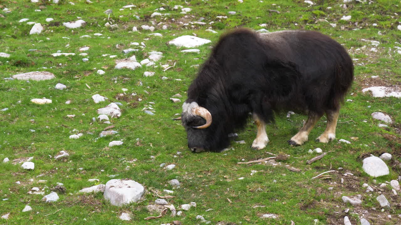 목초지에서 풀을 먹는 사향소 황소