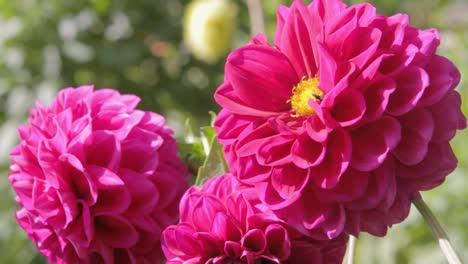 Close-up-static-shot-showcasing-beautiful-magenta-flowers-with-green-plants-in-the-background