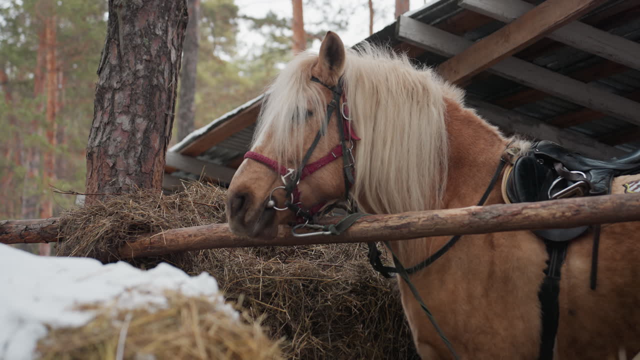 Снежная лошадь ест, светлый пони в амбаре, лошадь с удовольствием ест сено в зимней конюшне, тихая фермерская сцена с пони и уютным укрытием, добрая лошадь с золотой гривой ест сено в деревенской зимней обстановке амбара