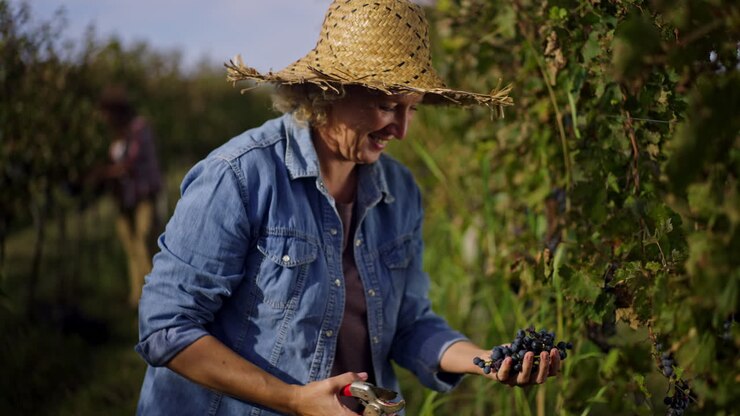 donna che raccoglie l'uva in vigna
