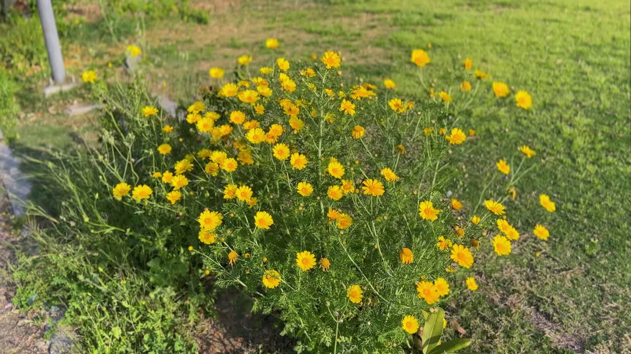 Golden Daisies in Bloom Swaying Under Warm Sunlight – 4K Nature Footage