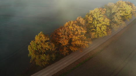 Large-and-vibrant-trees-on-the-side-of-the-road-in-autumn