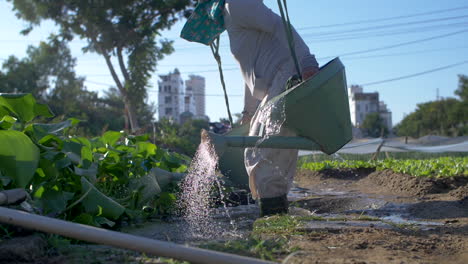 Traditionelle-Bäuerin-Füllt-Eimer-Mit-Wasser-Im-Bio-Gemüsegarten-–-Urban-Farming-Konzept