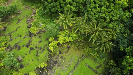 Aerial-top-down-over-palm-trees-and-forest,-Big-Island,-Hawaii