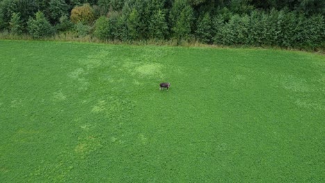 static aerial footage of swedish moose is southern sweden