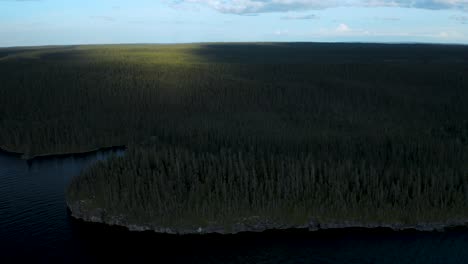 aerial shot over a wide forest of pine trees on the banks of a large lake