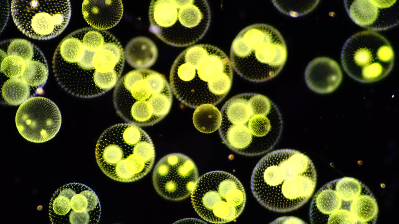 Volvox Colonies Under Microscope