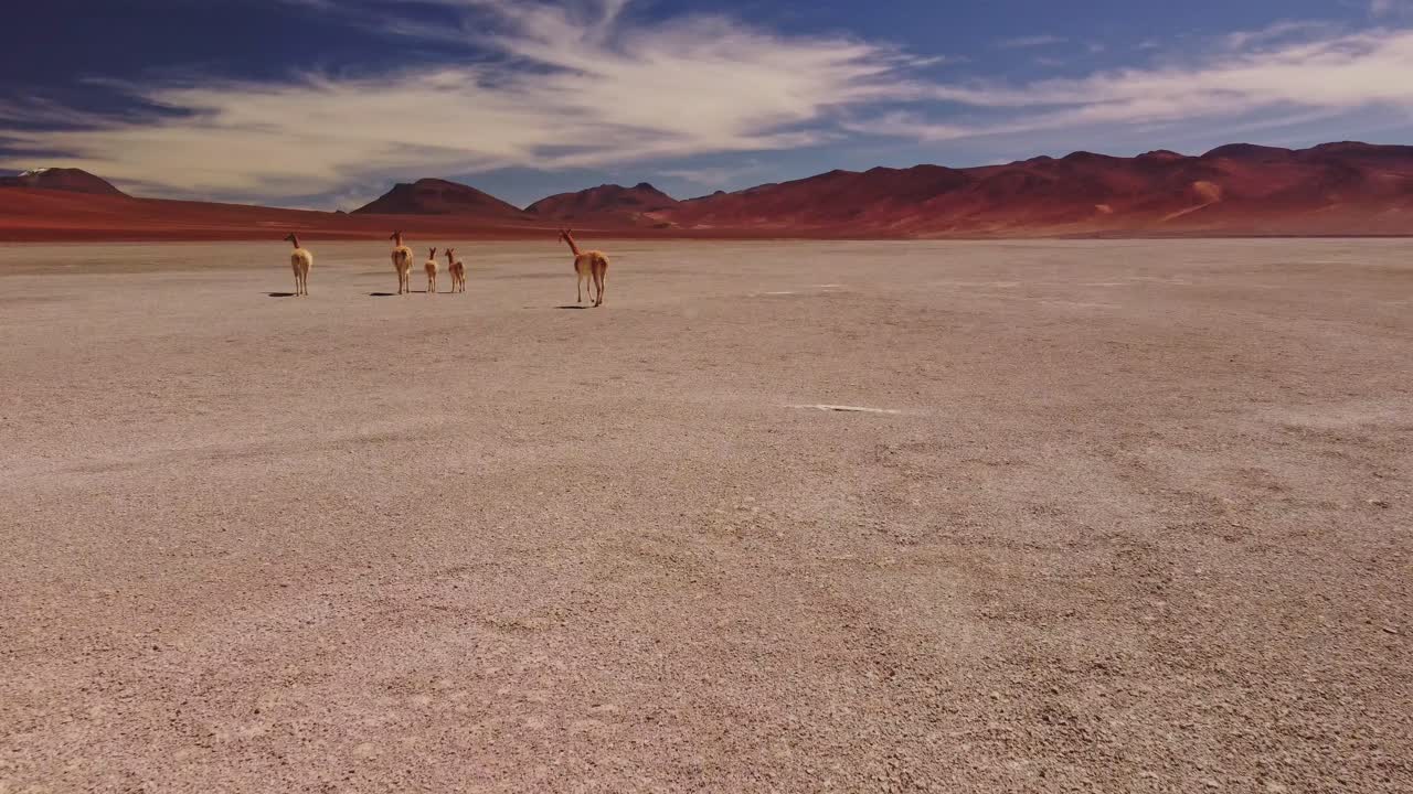 Aerial shot of wild vicunas in the Atacama Desert of Chile. The animals stand calmly on a dry plateau, surrounded by vast, arid land.