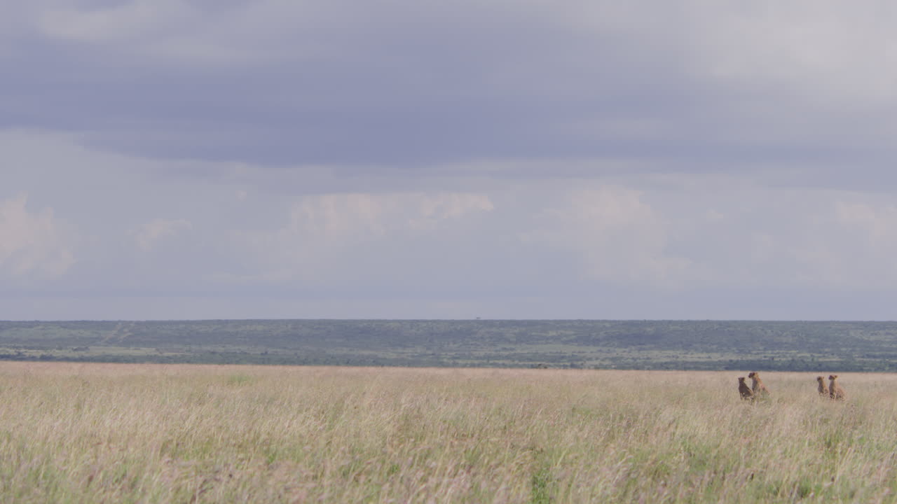 Cheetahs Sitting in Tall Grass on African Savanna