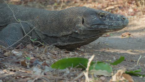 Dragón-De-Komodo-De-La-Isla-Flores-Tirado-En-El-Suelo.