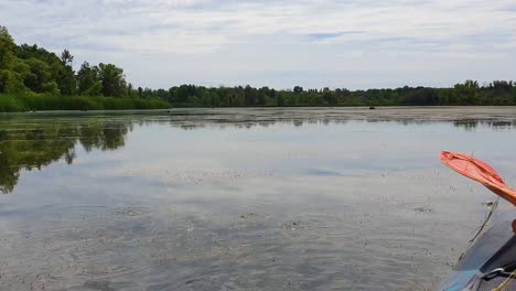 Zehn-Wochen-Alte-Kaulquappen-Tauchen-Ins-Wasser,-Als-Sich-Ein-Kajak-Nähert