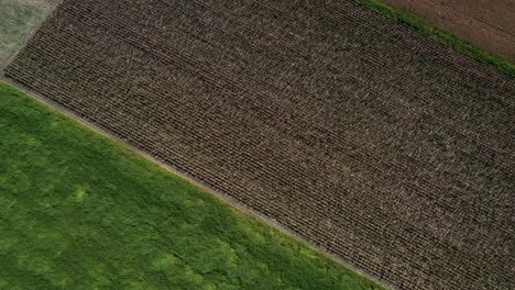 Fields-with-soybean-growing-in-different-stages-on-farmland-deforested-in-the-Brazilian-savannah---aerial-flyover
