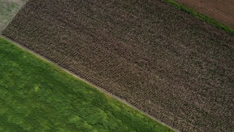 campos de soja en diferentes etapas en tierras de cultivo deforestadas en la sabana brasileña - sobrevuelo aéreo