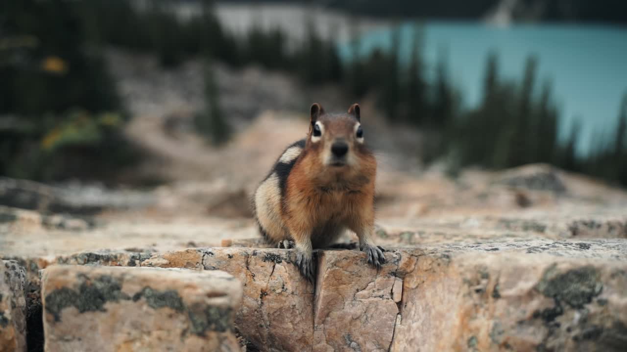 Portrait Of Golden-Mantled Ground Squirrel Sitting On The Rock, Curious In Front Of The Camera  At Peyto Lake, Banff National Park, Canada. - closeup shot