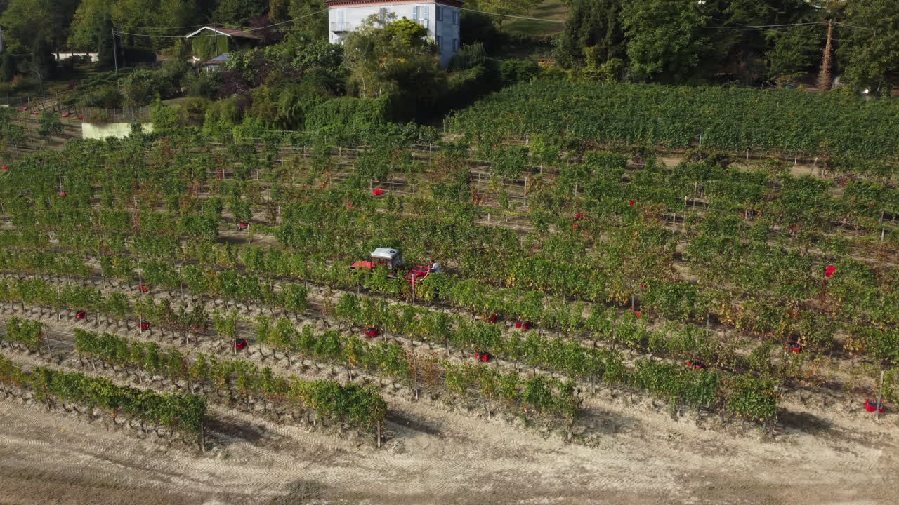 농부 수확 포도원 적포도주 덩굴 포도 수확
