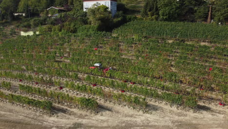 Farmer-harvesting-vineyard-red-wine-vine-grapes-harvest