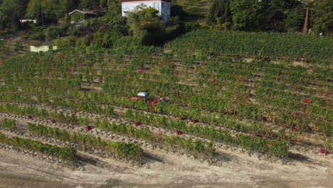 farmer harvesting vineyard red wine vine grapes harvest