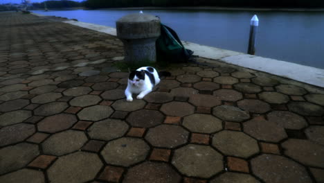 Cat-playing-around-on-the-harbor-in-Thailand