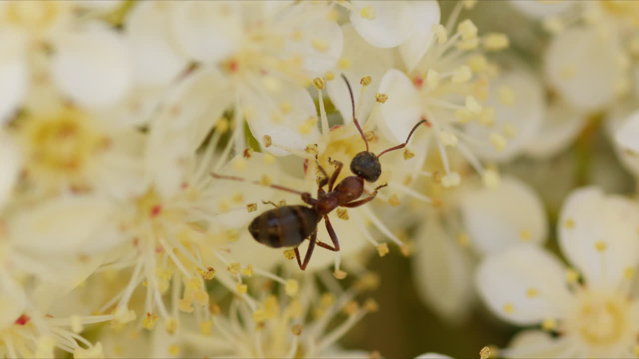 vista lateral trasera por encima de la hormiga formica que se arrastra a través del pistil de flores blancas